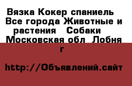 Вязка Кокер спаниель - Все города Животные и растения » Собаки   . Московская обл.,Лобня г.